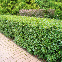   Cotoneaster acutifolius